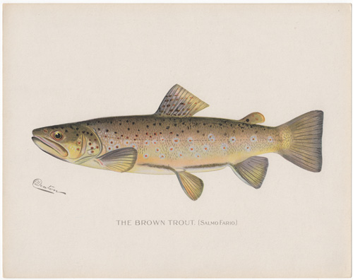 Denton fish lithograph from 1896